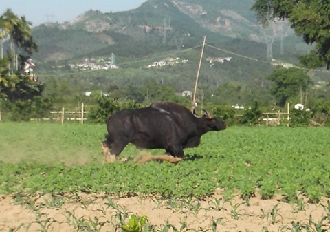 Trước đó, cá thể bò tót này đã húc chết 1 người, 4 người khác bị thương và phá nhiều diện tích hoa màu của người dân (ảnh VTC News)