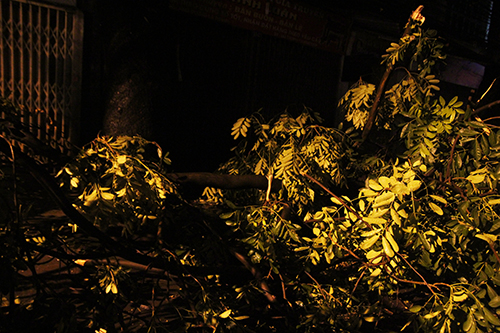 Phố Th&agrave;nh C&ocirc;ng c&agrave;nh c&acirc;y g&atilde;y đổ l