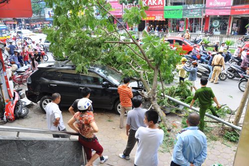 Xe Lexus bị c&acirc;y phượng đ&egrave; l&ecirc;n xe