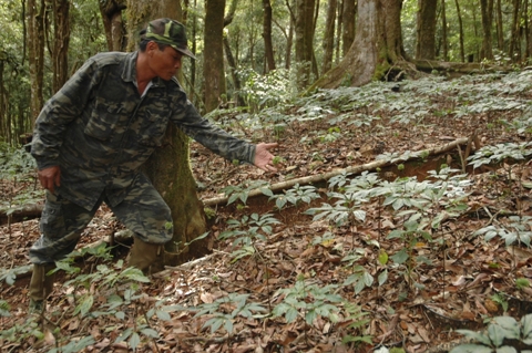 S&acirc;m Ngọc Linh trồng dưới t&aacute;n c&acirc;y rừng mang lại thương hiệu v&agrave; kinh tế cho tỉnh Kon Tum