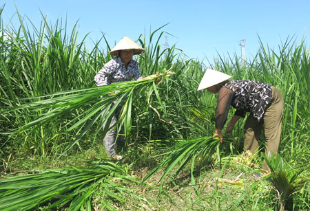 Cắt cỏ cho đ&agrave;n b&ograve; - c&ocirc;ng việc h&agrave;ng ng&agrave;y của c&aacute;c nữ TNXP ở trang trại 