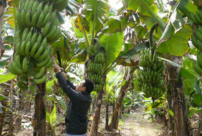 Trung Quốc giở b&agrave;i tố một số n&ocirc;ng sản, thực phẩm Việt Nam