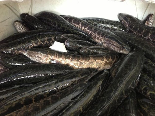 C&aacute; quả Trung Quốc vẫn t&igrave;m đường v&agrave;o Việt Nam. Nguồn Internet.