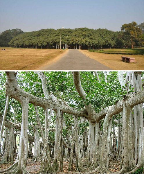 Cây Banyan 250 tuổi