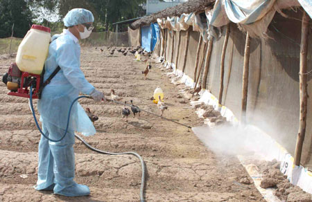 Ti&ecirc;u độc, khử tr&ugrave;ng chuồng trại ph&ograve;ng c&uacute;m gia cầm