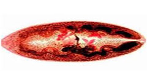 H&igrave;nh ảnh con s&aacute;n l&aacute; phổi.