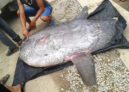 Con c&aacute; mặt trăng nặng 120kg thuộc loại qu&yacute; hiếm, nằm trong s&aacute;ch đỏ Việt Nam.