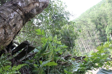 Sau nhiều năm sử dụng, c&acirc;y cầu đ&atilde; hư hỏng, gốc c&acirc;y l&agrave;m trụ ở ph&iacute;a T&acirc;y Nam hiện đ&atilde; bắt đầu mục. Mỗi lần c&oacute; người đi qua, chiếc cầu lại oằn xuống