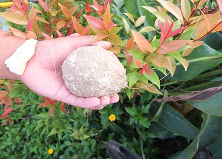 Harman chụp lại miếng b&aacute;nh m&igrave; được &ocirc;ng sử dụng như mồi c&acirc;u. C&aacute; ch&eacute;p Xi&ecirc;m l&agrave; lo&agrave;i lớn nhất trong họ c&aacute; ch&eacute;p, được t&igrave;m thấy ở khu vực s&ocirc;ng M&ecirc; K&ocirc;ng v&agrave; Chao Phraya.