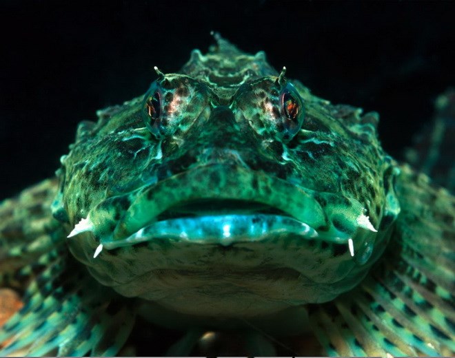 C&aacute; b&ograve; cạp c&oacute; nguồn gốc từ Ấn Độ Dương v&agrave; Th&aacute;i B&igrave;nh Dương. Ch&uacute;ng thường trốn trong c&aacute;c hốc đ&aacute;, cơ thể được bao bọc bởi những vẩy c&oacute; dạng như l&ocirc;ng với nhiều m&agrave;u để gi&uacute;p ch&uacute;ng ngụy trang, h&ograve;a lẫn với m&ocirc;i trường xung quanh. C&aacute; bọ cạp sử dụng chất độc vốn c&oacute; để bắt con mồi v&agrave; xua đuổi kẻ th&ugrave;. (Nguồn: Getty)