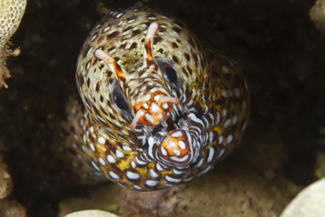 C&aacute; monkfish (c&aacute; ch&agrave;y) c&oacute; c&aacute;i miệng rộng khiến người đối diện cảm thấy kh&aacute; gh&ecirc; sợ. (Nguồn: Getty)