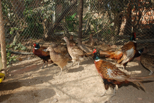 Cơ quan chức năng vừa ph&aacute;t hiện đ&agrave;n chim trĩ mang virus c&uacute;m A/H5N6 tại L&agrave;o Cai