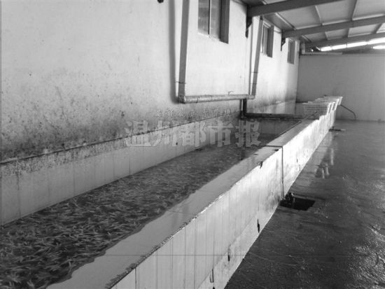 H&agrave;ng tấn ch&acirc;n g&agrave; đang ng&acirc;m trong bể h&oacute;a chất