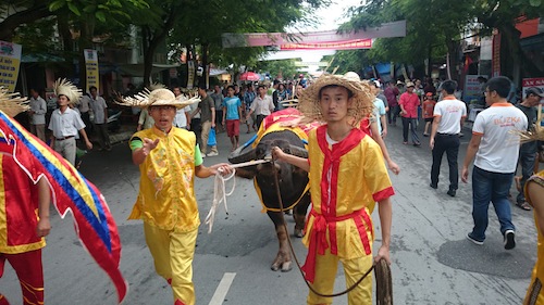 Từng nh&oacute;m đ&atilde; dắt tr&acirc;u v&agrave;o vị tr&iacute; 