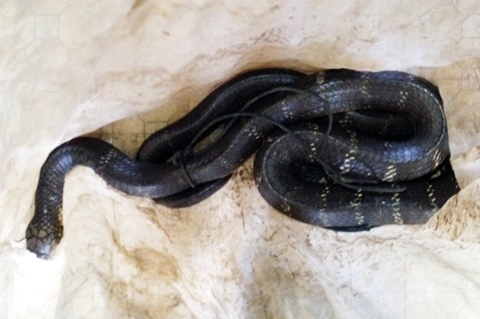 Con rắn hổ mang ch&uacute;a d&agrave;i 3,1m do người d&acirc;n bắt giữ hiện đang được 