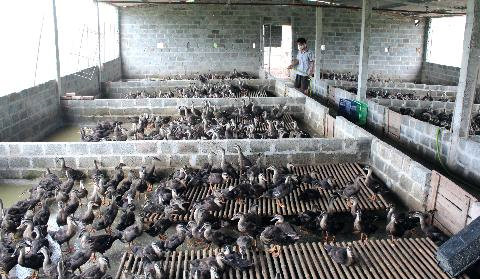 Những con vịt trời được nu&ocirc;i trong chuồng xi măng. H&agrave;ng ng&agrave;y ch&uacute;ng được thả ra hồ, ăn, bơi trong hồ đến tối lại quay về chuồng