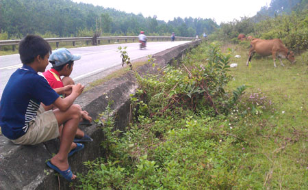 Nghỉ học, em Trung và Nam suốt ngày lang thang chăn thả trâu bên đường Hồ Chí Minh