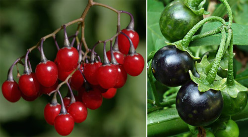 Tr&aacute;i anh đ&agrave;o đen khi c&ograve;n non (m&agrave;u đỏ) v&agrave; khi ch&iacute;n (m&agrave;u đen) c&oacute; vẻ ngo&agrave;i rất giống c&agrave; chua