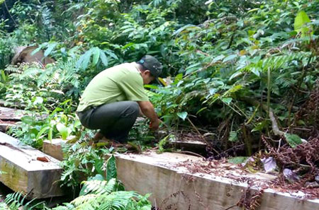 Cơ quan chức năng Đ&agrave; Nẵng ph&aacute;t hiện h&agrave;ng trăm khối gỗ cất giấu tr&aacute;i ph&eacute;p