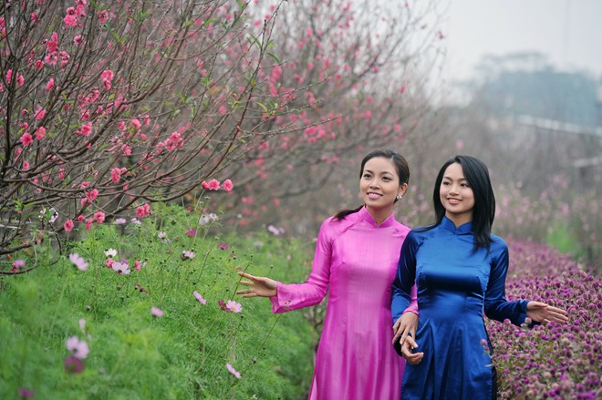 Vườn đ&agrave;o Nhật T&acirc;n ng&agrave;y gi&aacute;p Tết. Ảnh minh họa: Ho&agrave;ng H&agrave;.