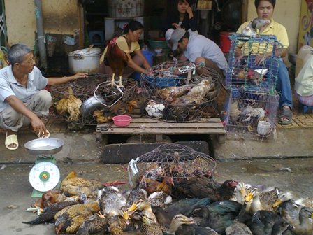 Giết mổ gia cầm bừa b&atilde;i l&agrave;m tăng nguy cơ l&acirc;y nhiễm dịch bệnh