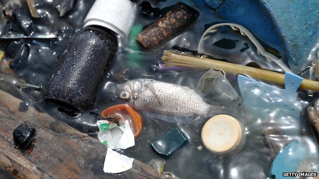 &Ocirc; nhiễm nguồn nước do r&aacute;c thải điện thoai di động l&agrave;m c&aacute; chết h&agrave;ng loạt