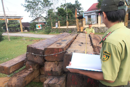 Lực lượng Kiểm l&acirc;m đo đếm số gỗ qu&yacute; vừa được ph&aacute;t hiện số gỗ qu&yacute; m&agrave; l&acirc;m tặc 