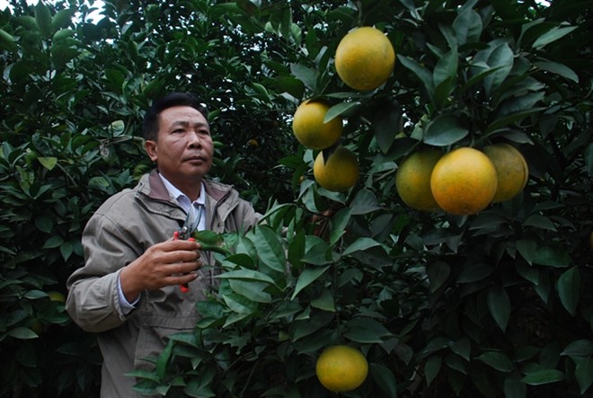 Ông Bùi Văn Sinh bên vườn cam tiền tỷ