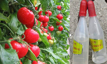 C&agrave; chua ch&iacute;n nhanh, đẹp, kh&ocirc;ng thối nhờ h&oacute;a chất lạ