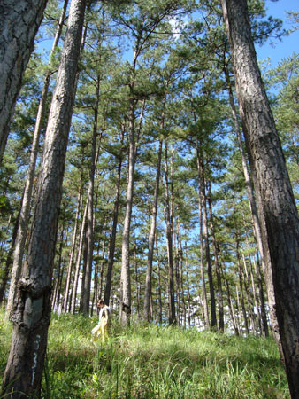 Rừng th&ocirc;ng ba l&aacute; tại L&acirc;m Đồng - ảnh K.T