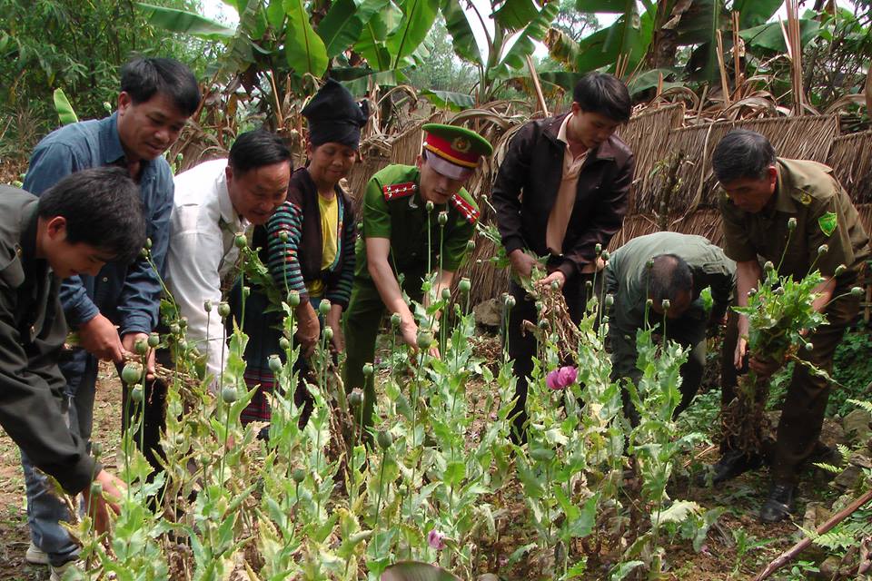 Một điểm tr&ocirc;ng c&acirc;y thuốc phiện bị ph&aacute;t hiện v&agrave; ph&aacute; bỏ