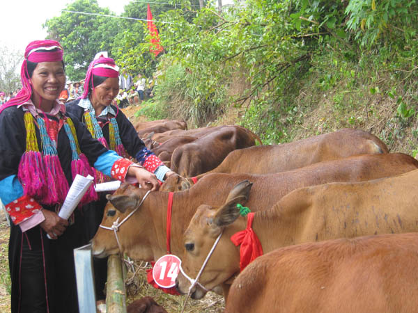 Người dân vui mừng khi nhận bò giống