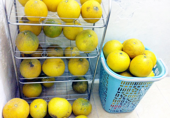 Nhiều khu vực l&acirc;n cận cũng trồng giống bưởi n&agrave;y, tuy lai bưởi Diễn nhưng cũng đắt kh&aacute;ch