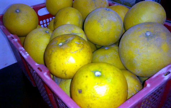 Bưởi Diễn ngon l&agrave; quả hơi bẹt, kh&ocirc;ng cần to nhưng nặng tay, r&aacute;m vỏ, vỏ mỏng v&agrave; v&agrave;ng đậm