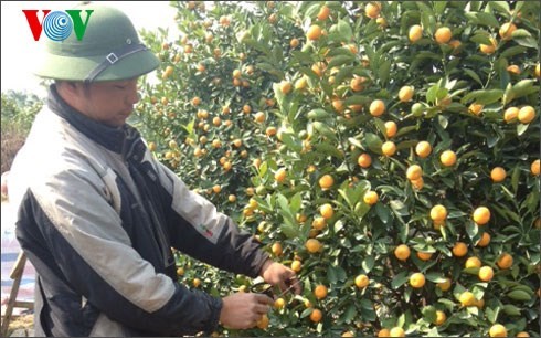 Anh Phan Duy Hưng, ở phường Tứ Li&ecirc;n đang chăm s&oacute;c những c&acirc;y quất kh&ocirc;ng bị bệnh mong b&aacute;n trong dịp Tết Nguy&ecirc;n đ&aacute;n.