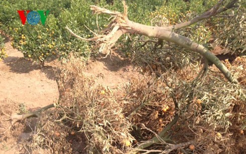 Những c&acirc;y quất bị chết người d&acirc;n nhổ bỏ vứt b&ecirc;n lề đường