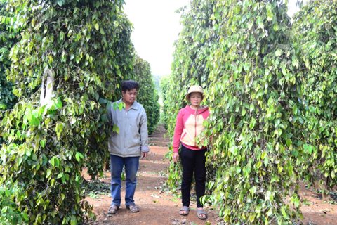 Vợ chồng chủ rẫy Nguyến Văn Hữu trắng tay khi vương ti&ecirc;u bị chặt gốc