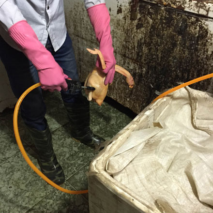 Lực lượng chức năng bắt quả tang c&aacute;c nh&acirc;n vi&ecirc;n của cơ sở kinh doanh g&agrave; thịt đang bơm nước v&agrave;o từng con g&agrave;