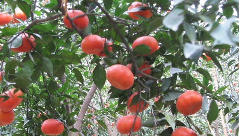 Cam Canh đang v&agrave;o m&ugrave;a ti&ecirc;u thụ mạnh.