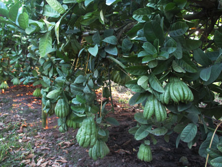 Phật thủ l&agrave; loại quả c&oacute; chi ph&iacute; đầu v&agrave;o thấp nhưng lại cho lợi nhuận cao. Một s&agrave;o Phật thủ thu lợi nhuận gấp mấy lần n&ecirc;n nhiều nh&agrave; tại Đắc Sở đ&atilde; &ldquo;thay da đổi thịt&rdquo; nhờ trồng loại c&acirc;y n&agrave;y. 