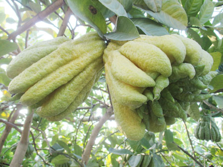 Gi&aacute; tại vườn khi lấy bu&ocirc;n được &ocirc;ng Vương cho biết, dao động từ 50.000 &ndash; 100.000 đồng/quả nhỏ, quả to đẹp l&ecirc;n đến 250.000 &ndash; 300.000 đồng/quả tuỳ loại, một số quả to, d&aacute;ng đẹp c&ograve;n c&oacute; gi&aacute; đắt hơn. V&agrave;i năm gần đ&acirc;y gia đ&igrave;nh &ocirc;ng cũng trồng c&acirc;y Phật thủ nhỏ ở trong chậu để b&aacute;n cho mọi người chơi tết, mỗi c&acirc;y c&oacute; khoảng 5 quả với gi&aacute; từ 2 triệu đồng trở l&ecirc;n. T&iacute;nh trung b&igrave;nh mỗi vườn cũng thu về v&agrave;i trăm triệu.