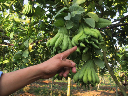  Những quả phật thủ c&agrave;ng nhiều tay v&agrave; c&oacute; h&igrave;nh d&aacute;ng kỳ quặc th&igrave; gi&aacute; th&agrave;nh c&agrave;ng cao.