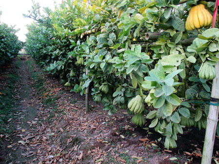 Ngo&agrave;i 20 th&aacute;ng chạp &acirc;m lịch, &ocirc;t&ocirc; đậu th&agrave;nh h&agrave;ng d&agrave;i tr&ecirc;n đ&ecirc; về Đắc Sở. Kh&aacute;ch đến tận vườn để h&aacute;i quả mang về nh&agrave;. Muốn c&oacute; quả đẹp, kh&aacute;ch phải đặt trước đ&oacute; v&agrave;i th&aacute;ng. Chủ vườn đ&aacute;nh dấu rồi chăm s&oacute;c cẩn thận chờ ng&agrave;y h&aacute;i xuống.