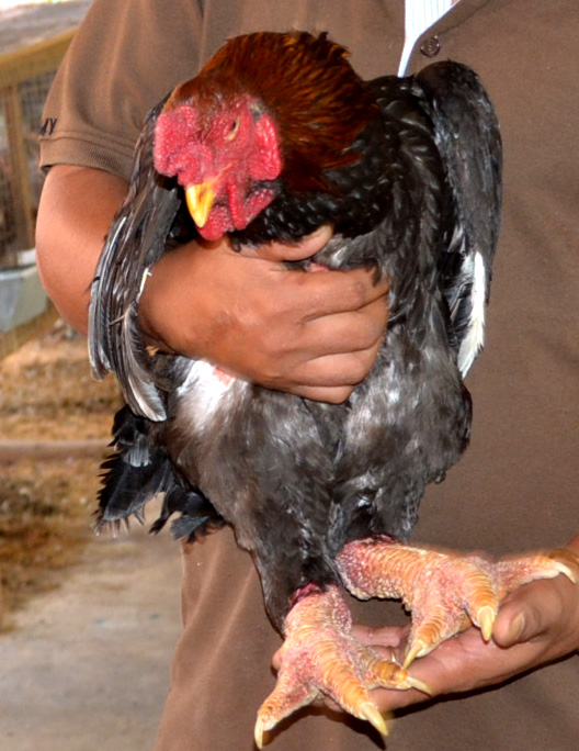 G&agrave; Đ&ocirc;ng Tảo đang l&agrave; m&oacute;n ăn ưa th&iacute;ch của nhiều người d&acirc;n Nam bộ dịp Tết.