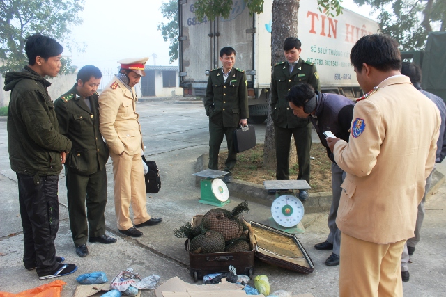 Lực lượng chức năng đang kiểm tra số c&aacute; thể t&ecirc; t&ecirc; vừa bắt giữ