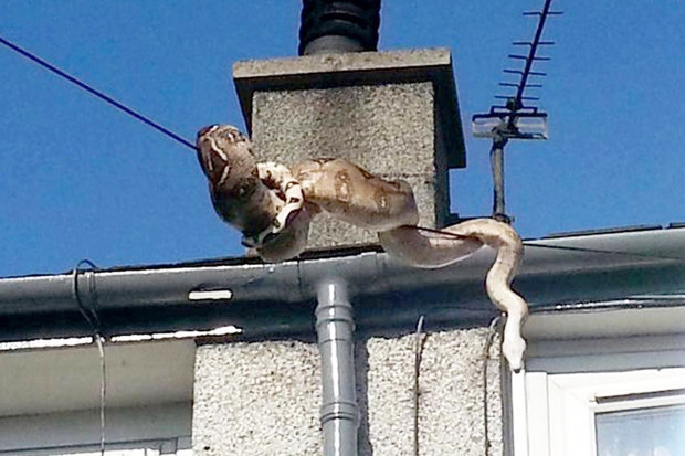 Con trăn nhanh ch&oacute;ng trườn theo đường d&acirc;y điện tho