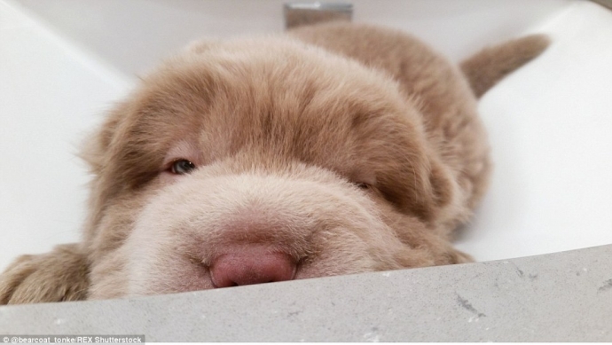 Cô cún này rất thích chơi ú òa, thích kết bạn khắp