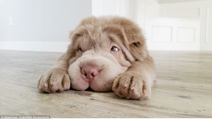 Tonkey 4 tháng tuổi, thuộc giống chó Shar Pei.