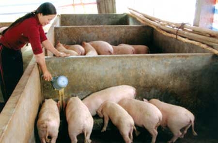 chan-nuoi-lon-sinh-san-co-duoc-ho-tro-khong