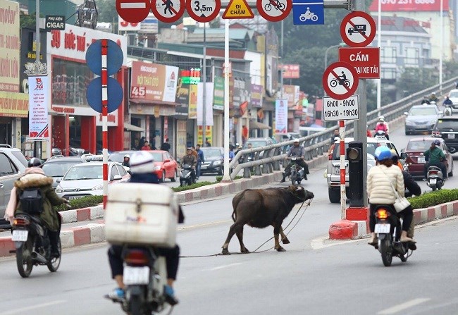 103857-trau-dien-xong